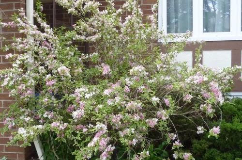  「特别」特耐寒、耐贫瘠的锦带花，花朵开得灿烂至极，适合北方的朋友养