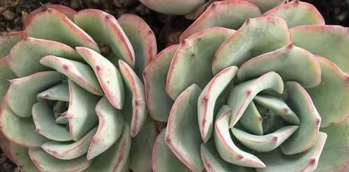  『开挂』多肉植物开挂区和逆挂区都有哪些地方？你在什么的地域？