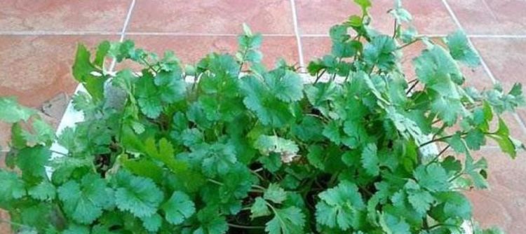  『漂亮』“3种菜”盆栽阳台，好养漂亮，2周就能吃，延缓衰老，越吃越年轻！