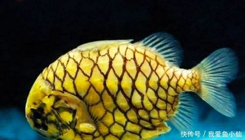 属实■世界上钻石级硬度的鱼,刀崩了鱼都没事?属实硬!