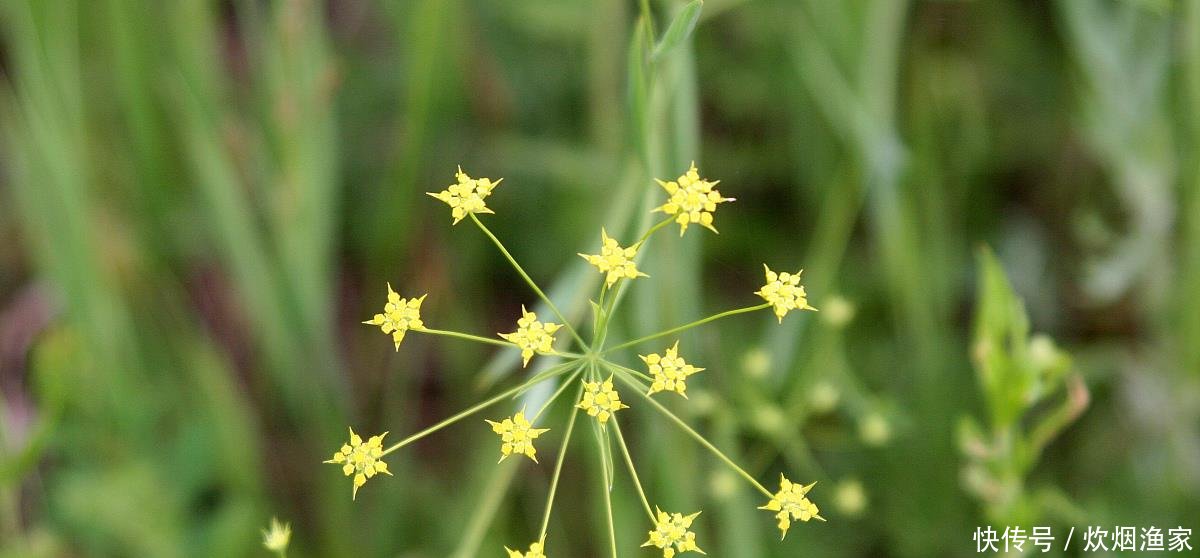  #种野生植物#野外这杂草，因外貌平平被忽视，却不知是极品中药，珍贵的很！