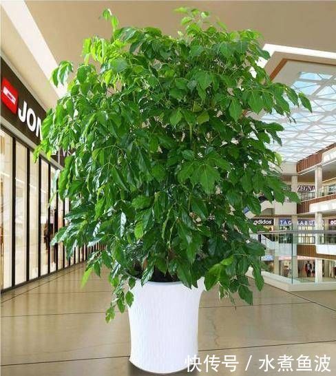  摆在：有钱人最喜欢这3种“花”，摆在家里镇宅旺财，四季常青开花不断