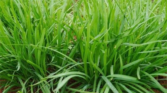  『种植』农村种植韭菜，叶、杆都老是长不肥，是少肥吗？