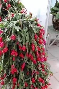 光照■这样养护蟹爪兰,每年开花2~3次真的不是问题