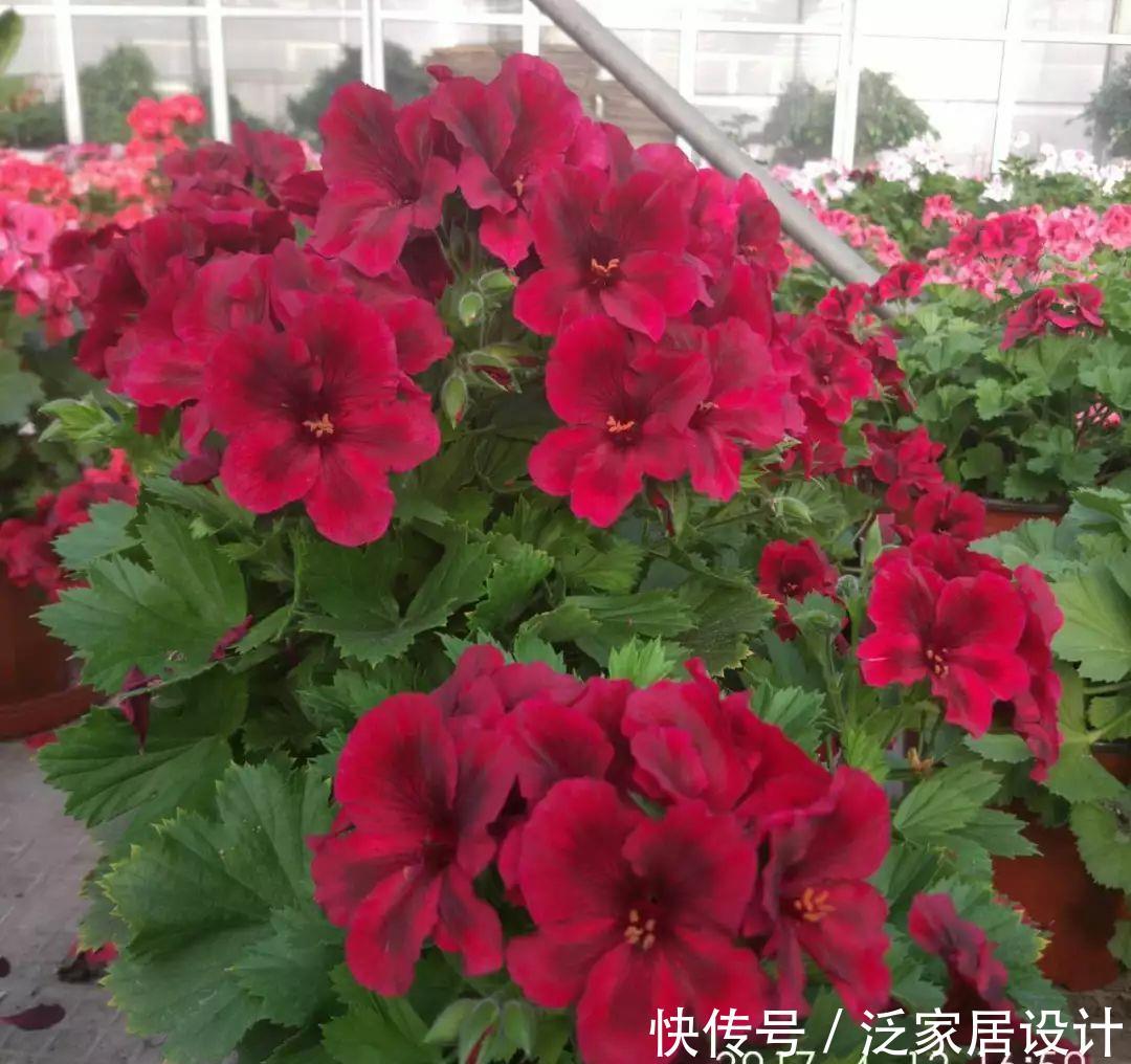  每种■110种天竺葵，每种都超美，看看你认识多少种？