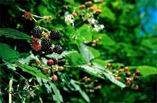  『喂猪』乡下以前拿来喂猪，殊不知却是一种宝贝，除了减肥还能润肺清燥