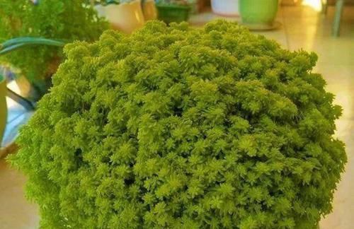  种多肉■养6种“经典”多肉，长了半年“溢出”花盆，霸占了阳台