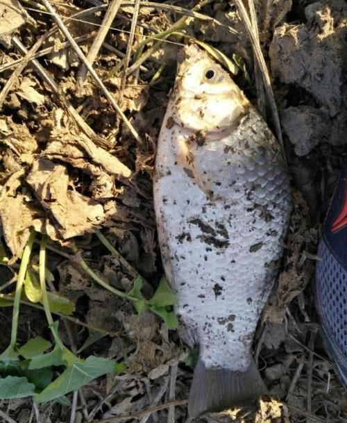 适合■一饵悬浮一饵触底很适合新手 ?这可错了,野钓根本不需要这样