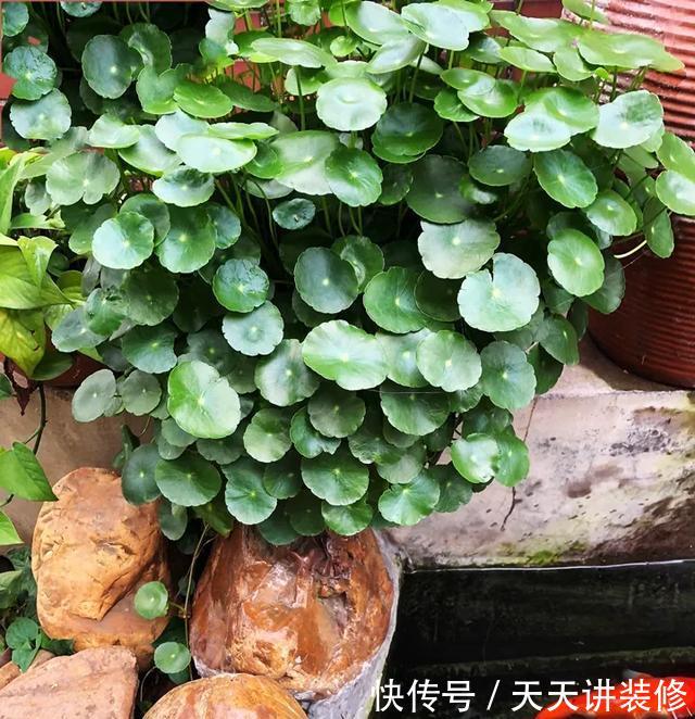  [图片作者]15种超级好养的花，不死鸟居然不是第一，“养花杀手”们试一试吧