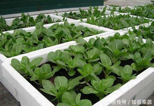 种植蔬菜■泡沫箱种菜最好了,3种菜现在种冬天吃,不怕冷好养活