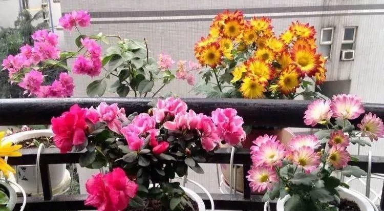 「肥容易引起」还在乱施肥？快住手，不然花一夜就死翘翘！