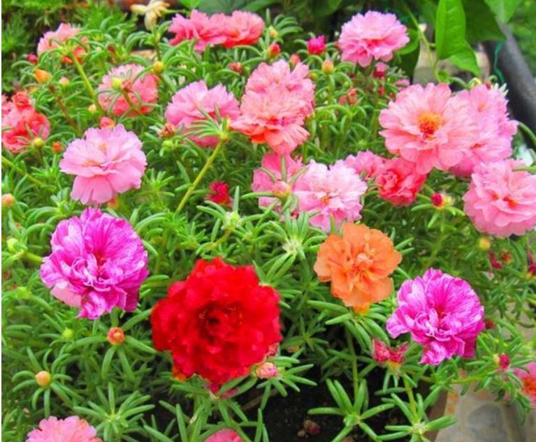  「适合」“4种花”最好养，半月浇水一次，花开压弯枝头，适合新手养！
