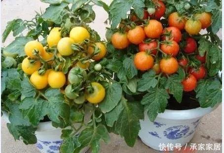  花盆里|8种在小花盆里的也能长得很好的蔬菜，高收成有窍门