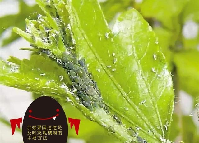 『防治工作』砂糖橘种植:春季橘蚜防治不可少,橘蚜防治你做好了吗?