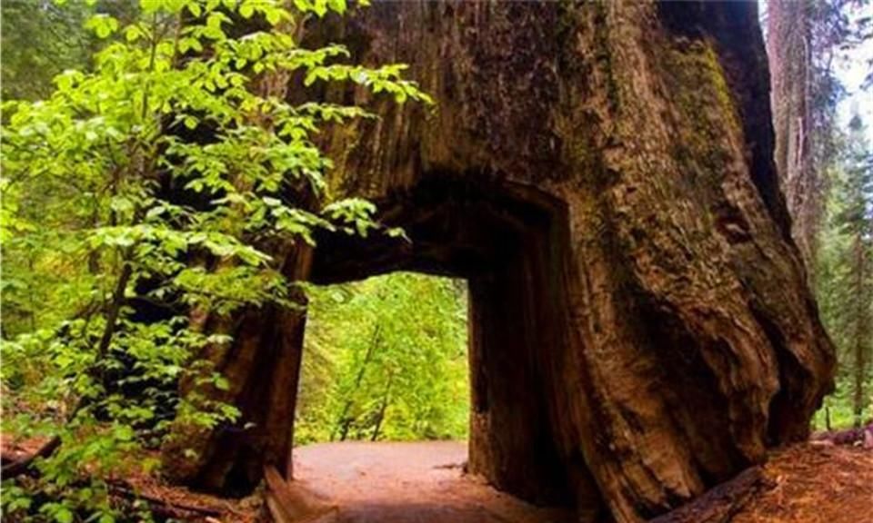 千年古树被掏空，公路从树身中通过，成热门景点后只活了130年