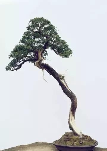 盆景展 ,美美美 !