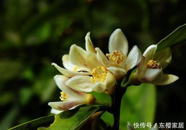 款花:喜欢养花,不妨养这5款花,花开美观又大气,花色艳丽灿烂无双