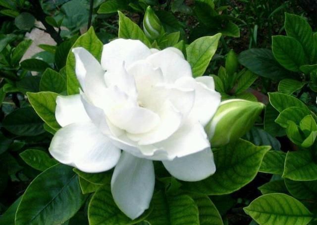 「栀子花」院里养了几株栀子花,枝条上全是小虫子,教你一招好解决