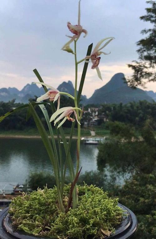 「兰花」养兰花小心得,如何拯救兰花,不开花?做好4点就行啦