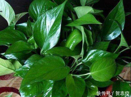  『守望』守望幸福之花绿萝，家庭种植有讲究，要注意这几点！