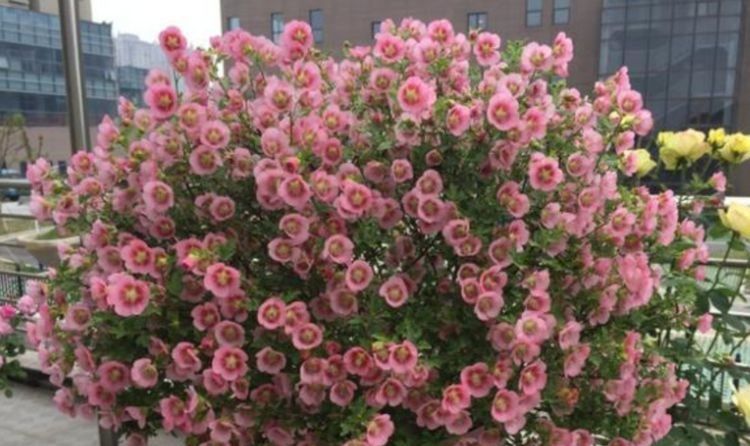 「家里」4种花被称为“开花小能手”，家里养两盆，四季开花不断，超美！