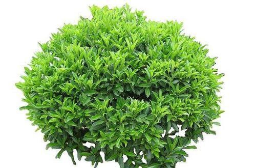  『非洲』枝繁叶茂的非洲茉莉，室内空气清新器，家有一盆空气常新。