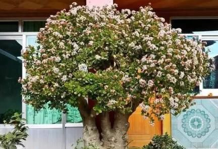  『不在花而在养』花值不值钱，不在花而在养，见过50岁的玉树吗？一次开花上千朵