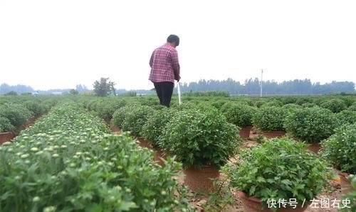  「年收入」农民种植特色作物20年，年收入近20万元，为啥年轻人