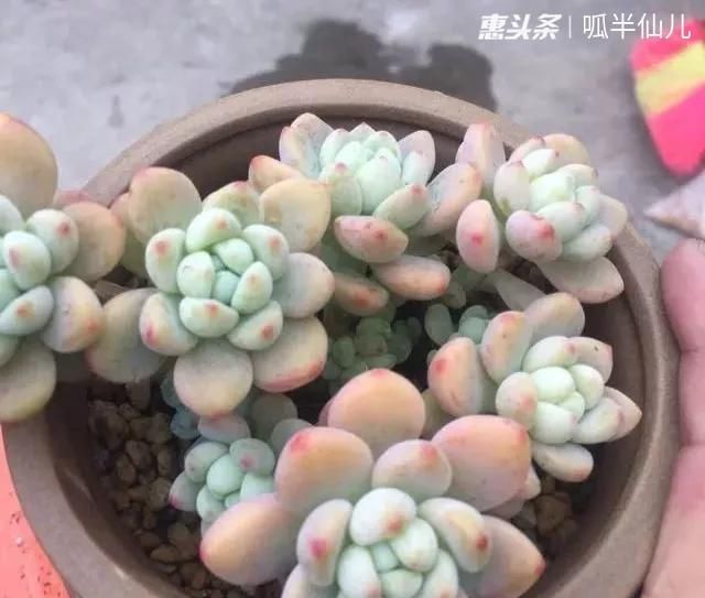  #上名#傻傻分不清的多肉，就看它这儿，一眼就能叫上名！