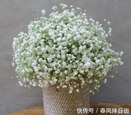 【迷人】喜欢阳台养花,3款小花不能少,好养好看花期长,开花不断好迷人