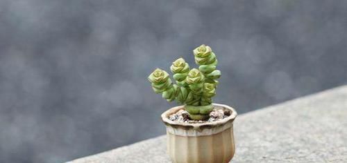  「盆里放点」学生党学业疲劳，盆里放点小盆栽，养眼心情好