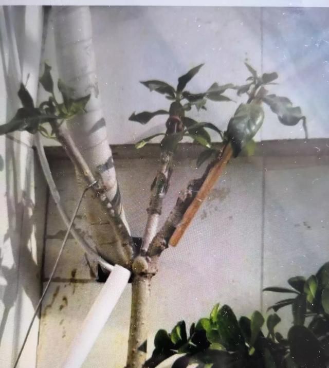 『嫁接』栀子花嫁接在枇杷树上能活吗？