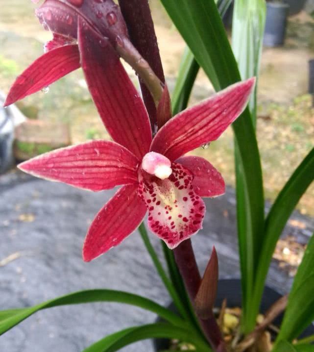  「兰花」最喜庆的兰花，花开几个月，花香可“绕梁三日”不散！