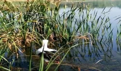  【白鹳】成群白鹳和野鸭来到山东这个湖过冬