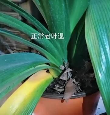 『冻伤的叶片』君子兰黄叶?扒开叶子查原因!对症除根,不误开花“吉时”