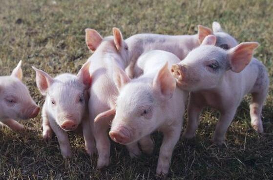 家庭农场模式发展养猪业前景好，具备以下条件您也能养猪