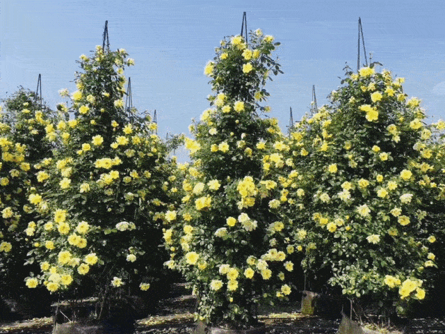  「体温检测」第四届〈花乡玫瑰〉艺术节！门票无限量免费送！