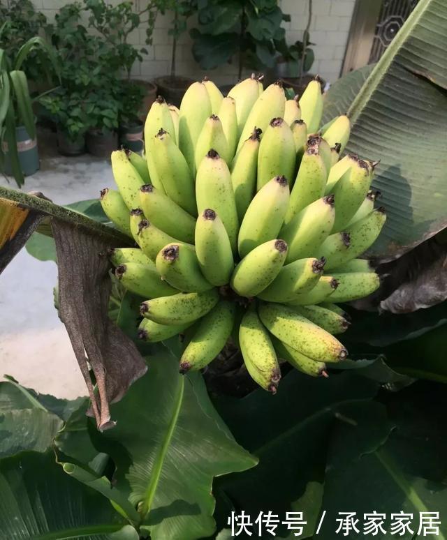  绿萝■能盆栽的迷你香蕉树，比绿萝还耐阴的花，叶子亮得像打蜡！