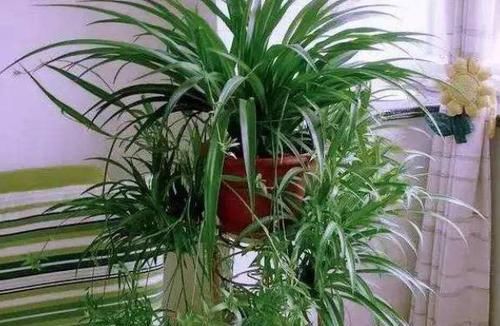  「难度」4种花最好养，新手养都没难度，叶子翠绿花不断，净化空气本领大