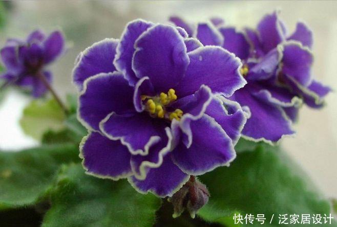  【漂亮】喜欢在家中养护花卉，就养3种花卉，花色艳丽，花期长，优美漂亮