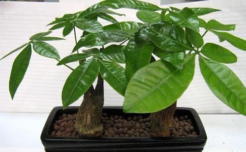  「种植」在家种植这些盆栽造型不仅好看，还能净化空气，寓意也好！