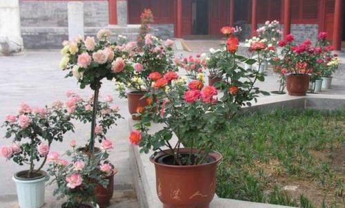  「白菜」“废根”不要丢，埋土“留半截”，20天成“盆栽”，还开花结果