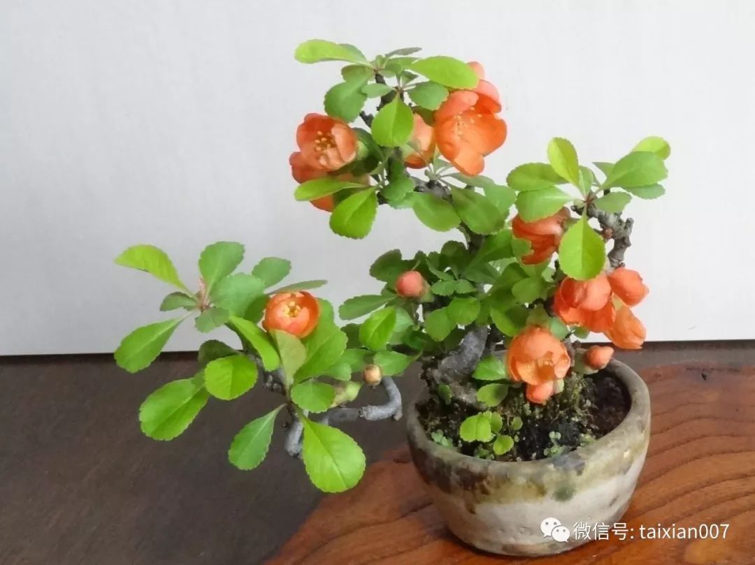 微盆景:把玩古朴的雅趣