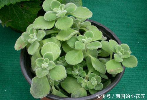  『真好玩』这种植物真好玩，越碰越香，摘片叶子砸一砸，还能熏蚊子