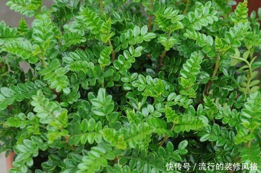 甲醛|家养这3种绿植,轻松吸甲醛杀菌,家人健康从此多一份保障