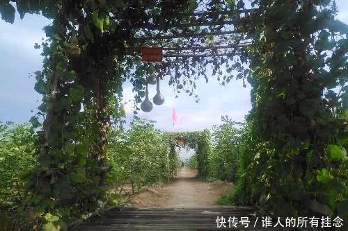  小伙■山西农村小伙建庄园种植“稀罕物”，足不出园年赚25万元