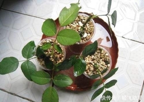 『随便』学会这个妙法,下雪天也能随便扦插,几天就扎满茂密的大白根