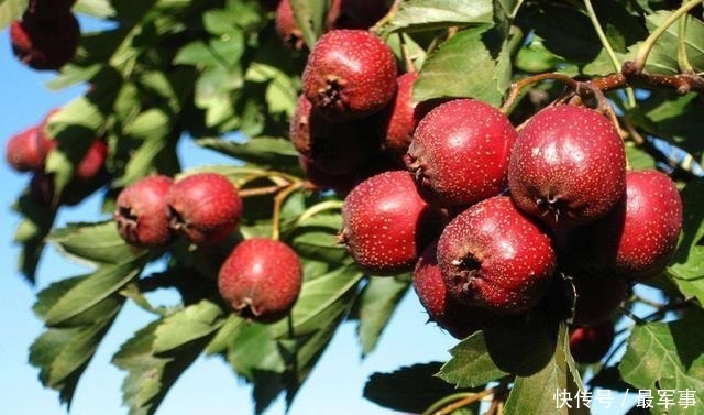  收购@去年行情低迷，一斤几毛卖不出，今年涨到2元钱，还有人惜