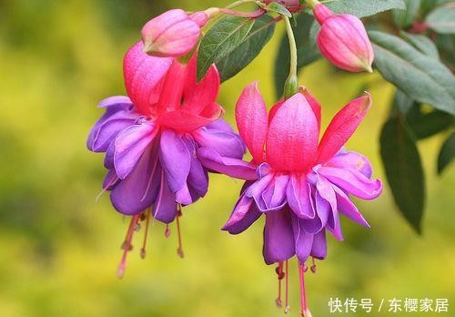 款花:喜欢养花,不妨养这5款花,花开美观又大气,花色艳丽灿烂无双