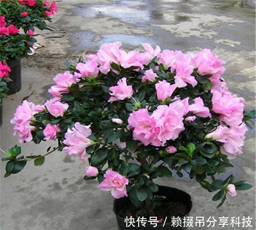 『春天』春天养花选它,红花配绿叶,观赏价值高,是家庭盆栽佳品